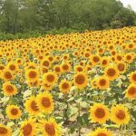 北海道_北竜町_ひまわりの里